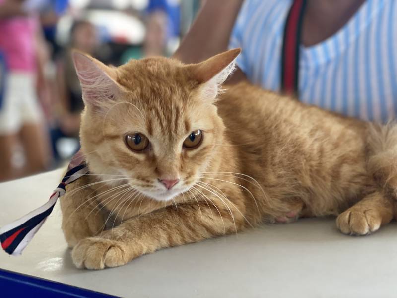 Três UsiPaz realizaram cadastro e se preparam para castração de cães e gatos