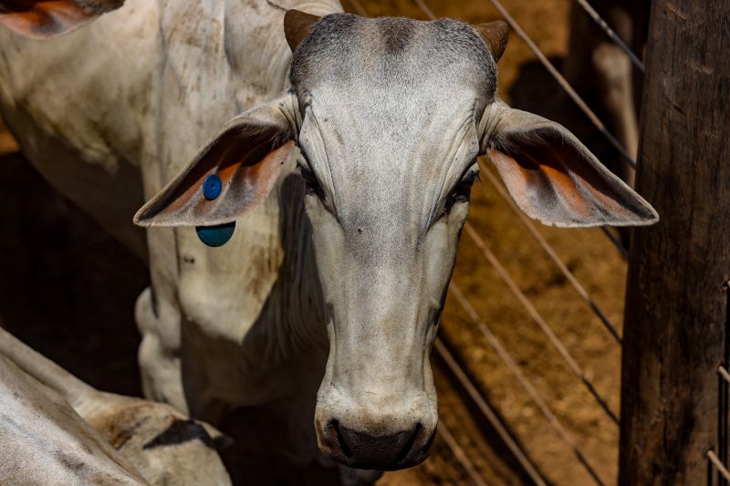A partir de 1º de janeiro só poderão transitar no Estado bovinos e bubalinos com identificação individual e GTA em dia
