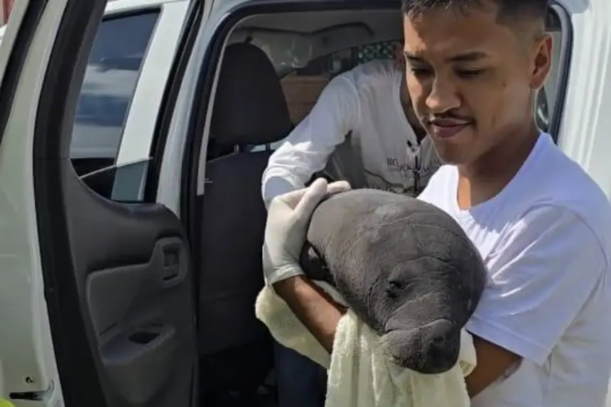 Filhote de peixe-boi é resgatado no Marajó com apoio da comunidade e instituições ambientais