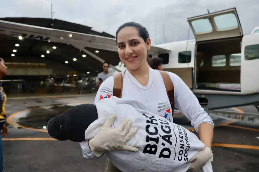Semas realiza o resgate de dois filhotes de peixes-boi no oeste do Pará