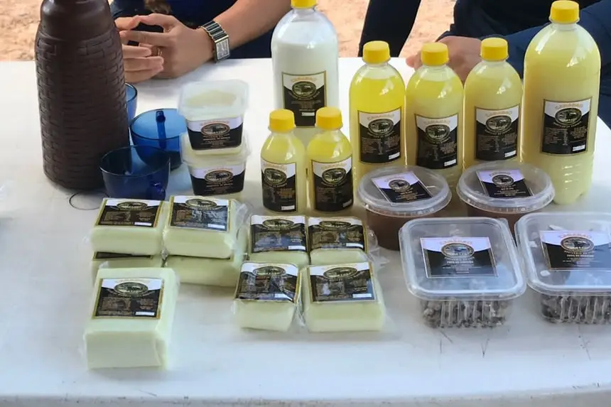 Apoio do Estado garante melhoria à produção de derivados do leite de búfala no Marajó