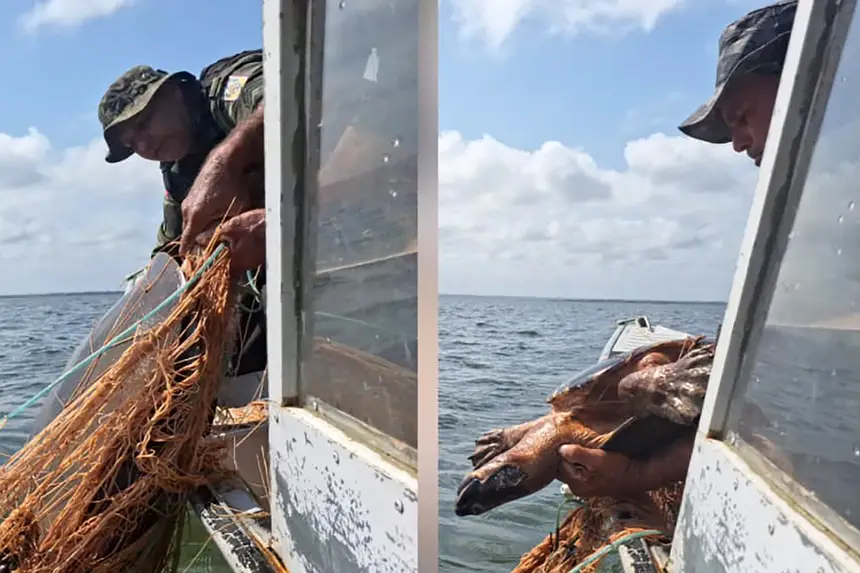 Comando de Policiamento Ambiental apreende materiais de pesca ilegal e resgata tartarugas-da-Amazônia em Senador José Porfírio