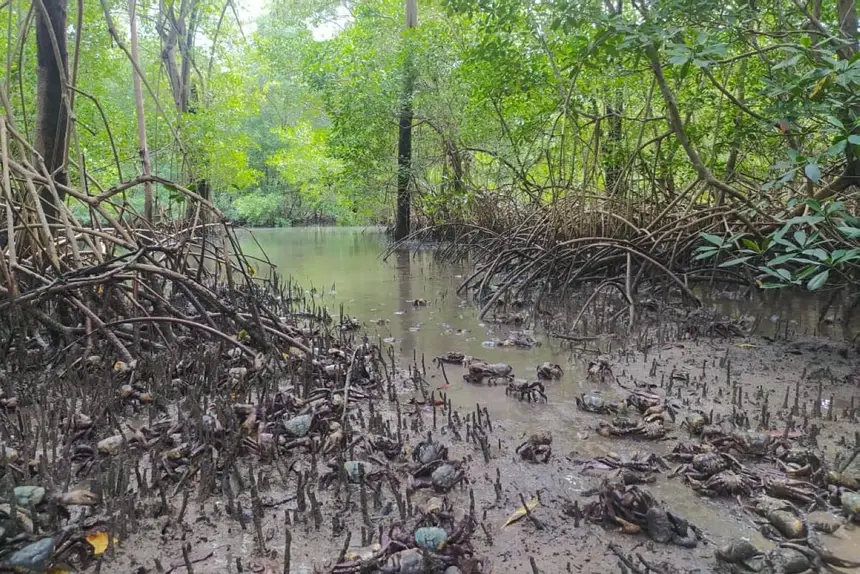 Período do defeso do caranguejo-uçá em 2026 começa em fevereiro