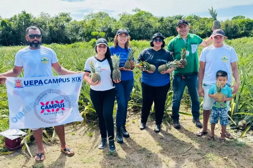 Pesquisa no Marajó desenvolve amaciante de carne a partir do abacaxi