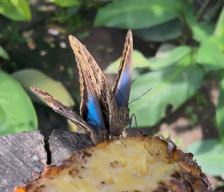 Borboletário do Mangal das Garças tem diversas espécies, como a bela Olho-de-Coruja