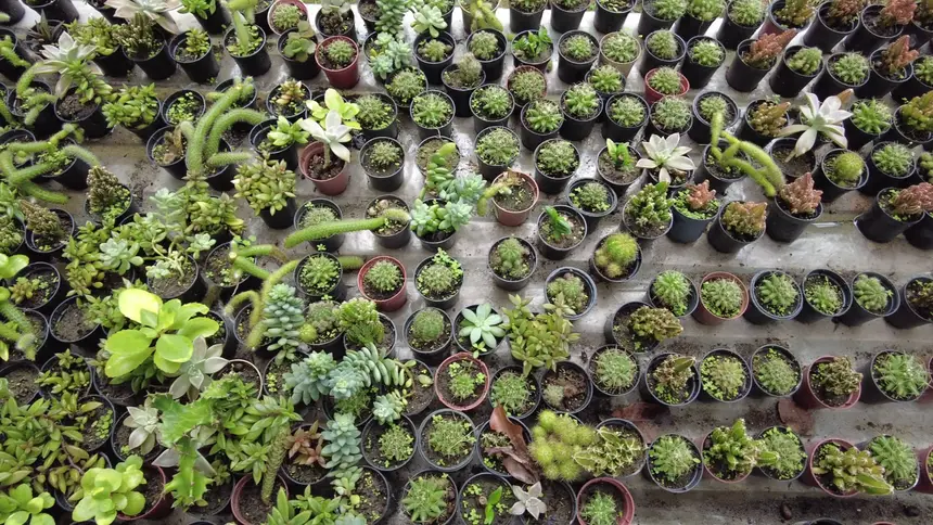 Hangar recebe Flor Pará neste mês de abril, uma vitrine viva das plantas amazônicas