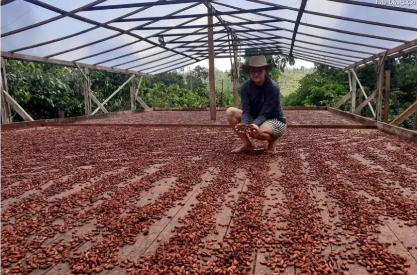 Pará lidera produção de cacau no Brasil e concentra mais de 50% da riqueza do setor