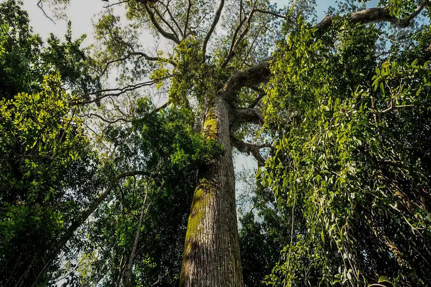 No Dia Mundial do Meio Ambiente, Pará ressalta avanços em políticas ambientais e desenvolvimento sustentável