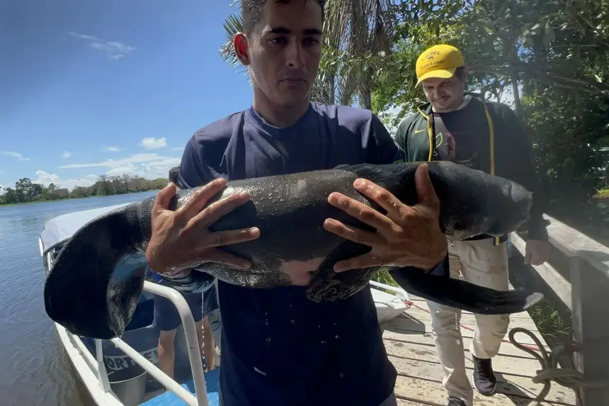Filhotes de peixe-boi são resgatados no Baixo Amazonas e recebem apoio técnico da Semas