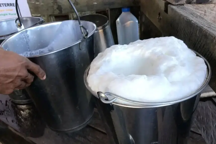 Sedap apoia torneios que valorizam e incentivam o fortalecimento da produção leiteira bubalina