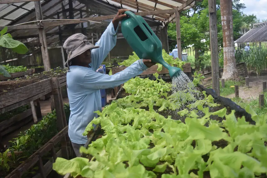Produção agrícola fortalece qualificação profissional e reinserção social no sistema prisional do Pará
