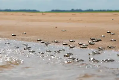 notícia: Parceria fortalece a conservação de quelônios no rio Xingu e reintegra mais de 360 mil filhotes em 2025