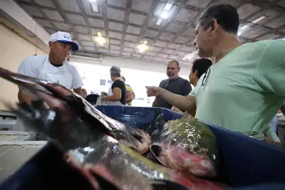 notícia: Consumo de peixe na Semana Santa reforça tradição e impulsiona cadeia produtiva no Pará