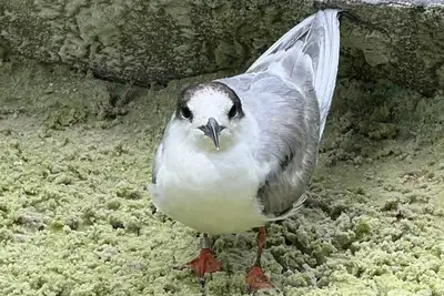 notícia: Ave migratória resgatada em Belém retorna à natureza após recuperação no Mangal das Garças