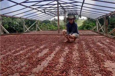 notícia: Pará lidera produção de cacau no Brasil e concentra mais de 50% da riqueza do setor