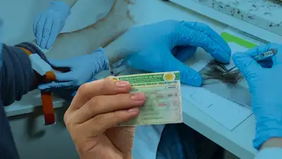 notícia: Exame toxicológico passa a ser obrigatório para candidatos à CNH A ou B 