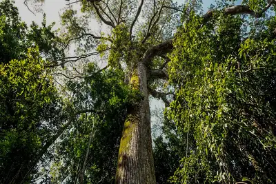 notícia: No Dia Mundial do Meio Ambiente, Pará ressalta avanços em políticas ambientais e desenvolvimento sustentável