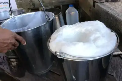 notícia: Sedap apoia torneios que valorizam e incentivam o fortalecimento da produção leiteira bubalina